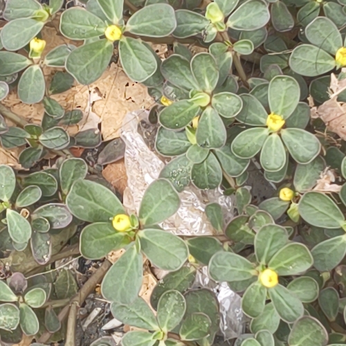 Portulaca oleracea observed 2026-10-28