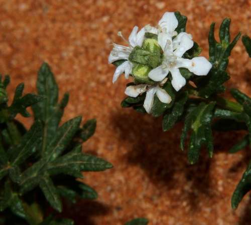 Image of Teucrium sessiliflorum by (c) Russell Best, some rights reserved (CC BY)