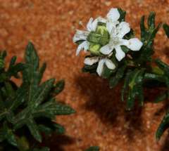 Teucrium sessiliflorum