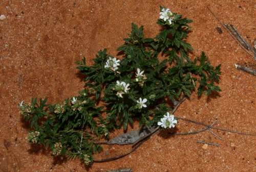 Image of Teucrium sessiliflorum by (c) Russell Best, some rights reserved (CC BY)