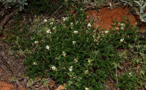 Image of Teucrium sessiliflorum by (c) Russell Best, some rights reserved (CC BY)