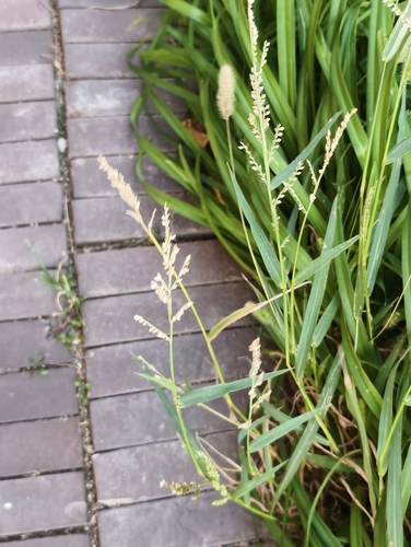 Echinochloa crus-galli observed 2026-10-28