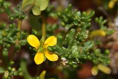 Roepera aurantiaca aurantiaca