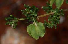 Roepera aurantiaca aurantiaca