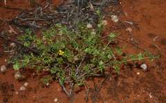 Roepera aurantiaca aurantiaca