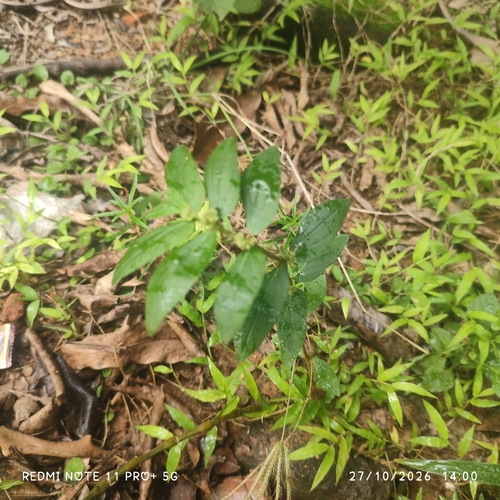 Euphorbia hirta observed 2026-10-27