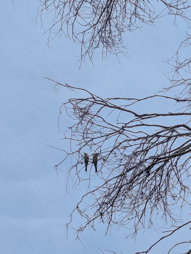 Merops ornatus observed 2026-10-28