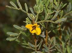 Senna artemisioides coriacea