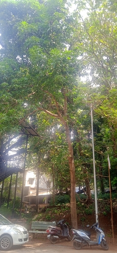 Mangifera indica observed 2026-10-28