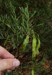 Senna artemisioides coriacea
