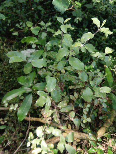 Pittosporum observed 2026-10-28