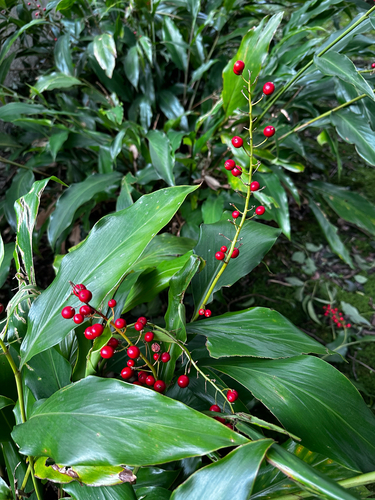 Alpinia observed 2026-10-28