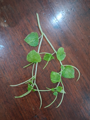 Peperomia observed 2026-10-28