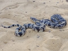 Pituophis melanoleucus