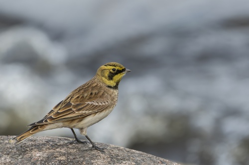 Eremophila alpestris, 2026-10-27