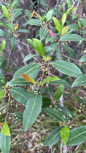 Elaeocarpus observed 2026-10-28
