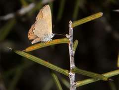 Nacaduba biocellata biocellata