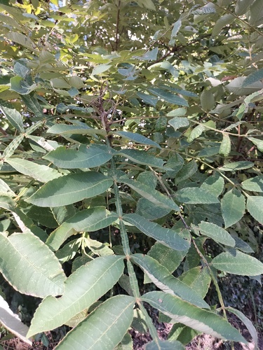 Rhus observed 2026-10-28