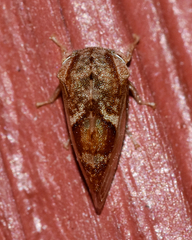 Cyrtolobus vau