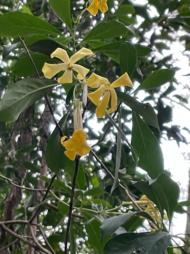 Hymenosporum flavum observed 2026-10-28