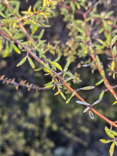 Coprosma rugosa observed 2026-10-28