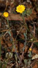 Rhodanthe polygalifolia