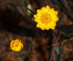 Rhodanthe polygalifolia
