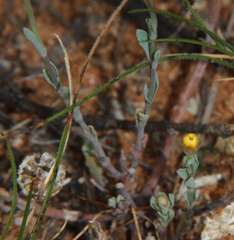 Rhodanthe polygalifolia