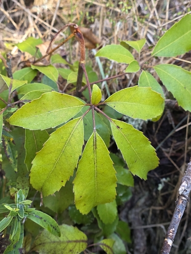 Neopanax arboreus observed 2026-10-28