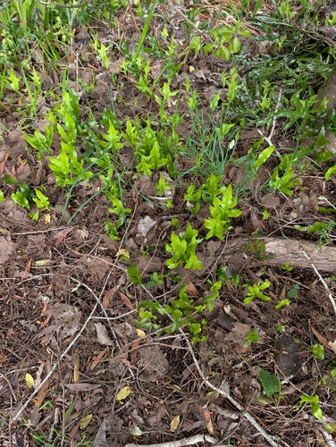 Phymatosorus observed 2026-10-28