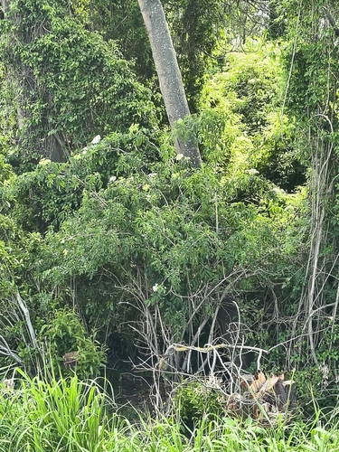 Sambucus observed 2026-10-28