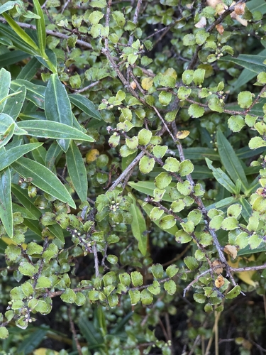 Gaultheria antipoda observed 2026-10-28