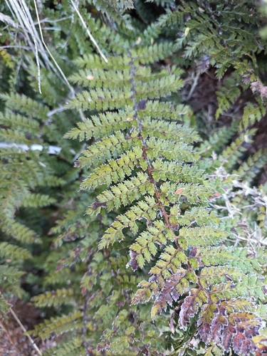 Polystichum aculeatum observed 2026-10-28