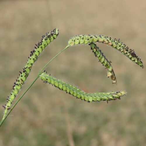 Paspalum dilatatum observed 2026-10-27