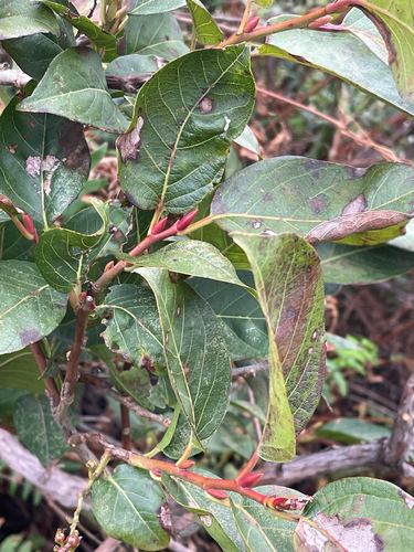 Lyonia ovalifolia observed 2026-10-28