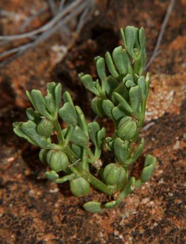 Dwarf Twinleaf (Roepera ovata)