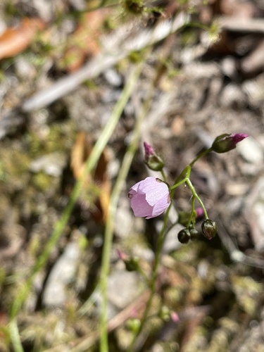 Drosera peltata observed 2026-10-28