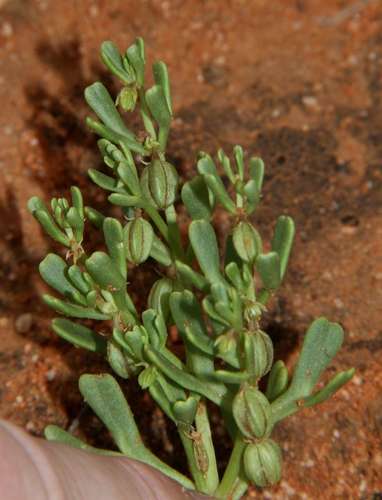Image of Roepera ovata by (c) Russell Best, some rights reserved (CC BY)