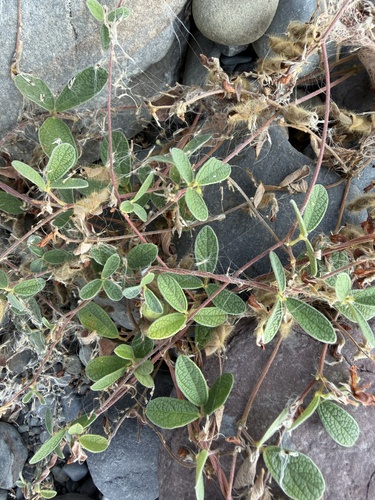 Cajanus scarabaeoides observed 2026-10-28
