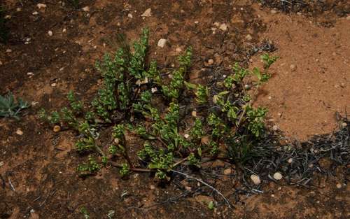 Image of Roepera ovata by (c) Russell Best, some rights reserved (CC BY)