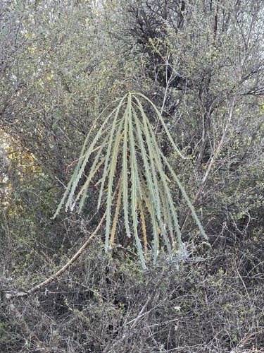 Pseudopanax crassifolius observed 2026-10-28
