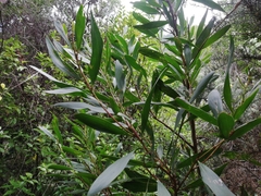 Acacia longifolia