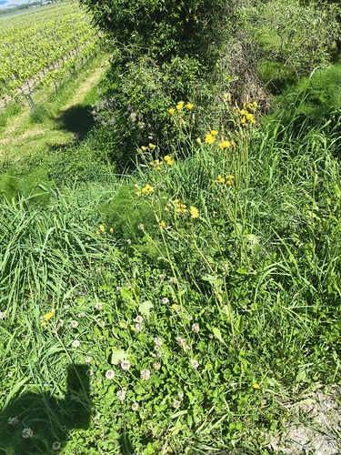 Trifolium observed 2026-10-28