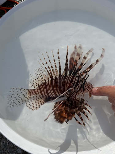 Pterois volitans observed 2026-10-28