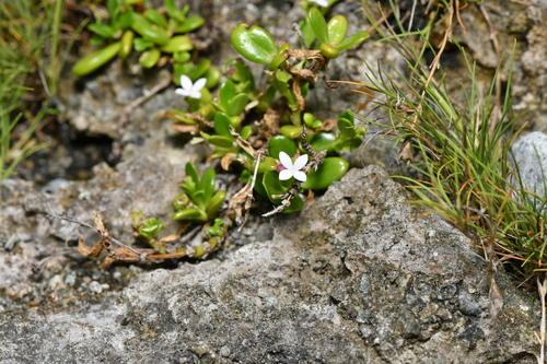 Leptopetalum strigulosum observed 2026-10-06