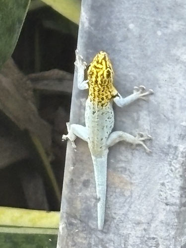 Gecko observed 2026-10-26