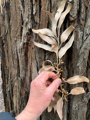 Eucalyptus botryoides observed 2026-10-28