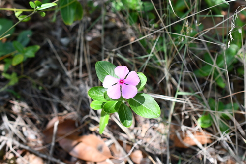 Catharanthus roseus observed 2026-10-28