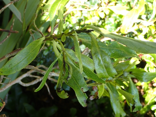 Myoporum laetum observed 2026-10-27