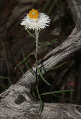Helichrysum leucopsideum